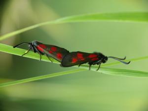 Zygaena viciae