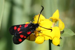 Zygaena trifolii