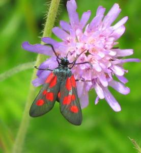 Zygaena viciae