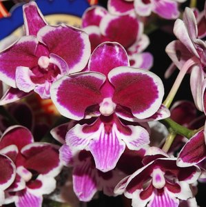 <i>Phalaenopsis</i> Younghome Chocolate