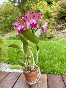 Rhyncholaeliocattleya Durigan