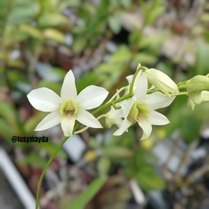 Dendrobium Ariek Firmansyah