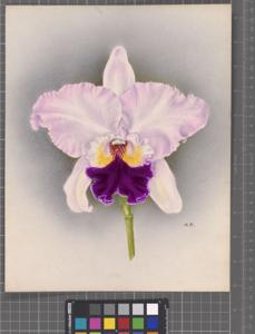 Rhyncholaeliocattleya Empire