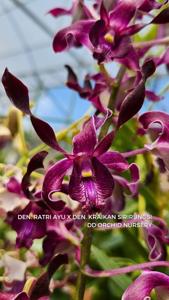 Dendrobium Jend Sudirman