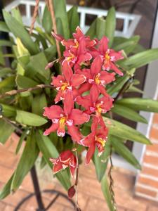 Oncidium Zoes Fire
