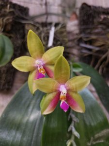Phalaenopsis Guadalupe Pineda