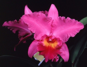 <i>Rhyncholaeliocattleya</i> Mary Kay Handy