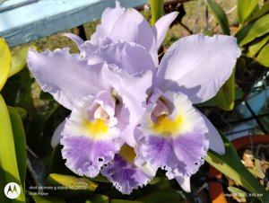 <i>Cattleya</i> Paradise Found