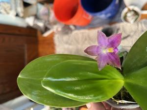 Phalaenopsis Bentley's Star