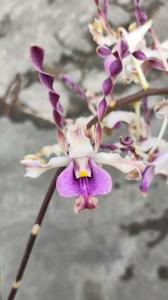 Dendrobium Margaret Thatcher