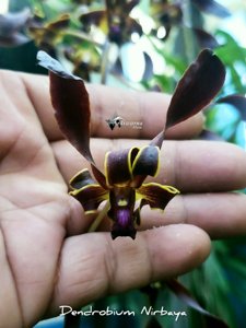 <i>Dendrobium</i> Nirbaya