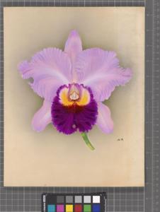 <i>Rhyncholaeliocattleya</i> Windsor (1931)