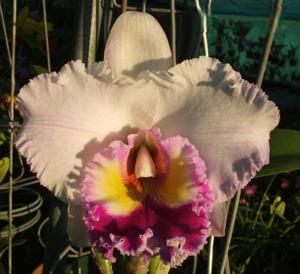 <i>Rhyncholaeliocattleya</i> Burdekin News