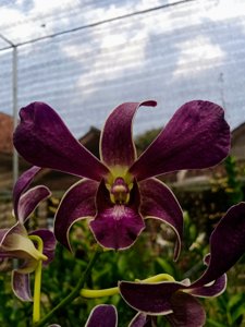 Dendrobium Kiyoshi Izumi