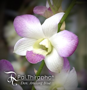 Dendrobium Aridang Blue
