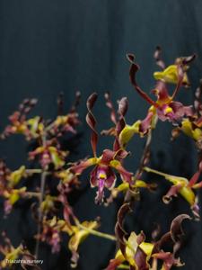 Dendrobium Zadim Efisiensi