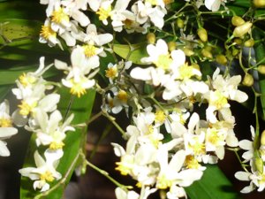 Oncidium Tsiku Marguerite