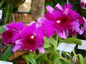 <i>Rhyncholaeliocattleya</i> Daikinorchid Aniversary