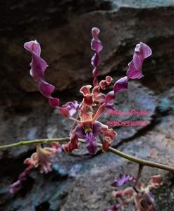 <i>Dendrobium</i> Mirana