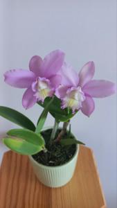 Laeliocattleya James B. Imbody