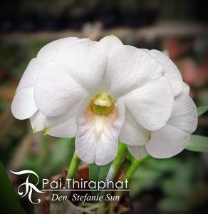 <i>Dendrobium</i> Stefanie Sun