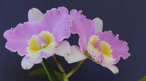 Rhyncholaeliocattleya Burdekin Debutante