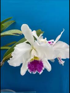 Cattleya Enid (1898)