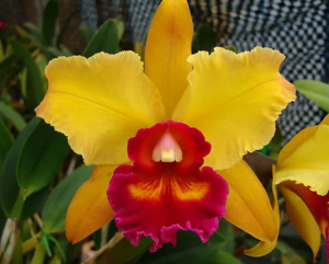<i>Rhyncholaeliocattleya</i> Lucille Lundberg