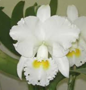 Cattleya President Kennedy