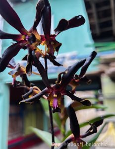 Dendrobium Helios