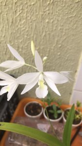 Laelidolaelia Alpha Dove