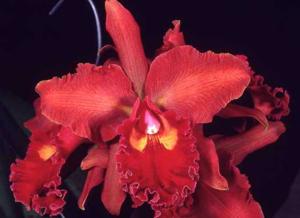 Cattleya Mardi Gras (1967)