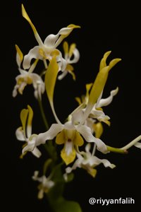 Dendrobium Chan-Chao