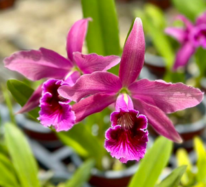 <i>Cattleya</i> Kathleen Grey