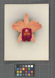 <i>Cattleya</i> Mikado