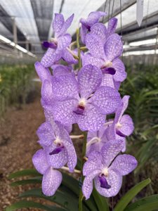 Vanda Suwannaphum Luminous Sky