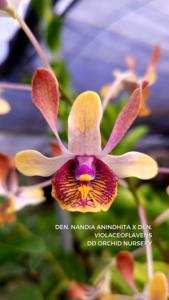 Dendrobium Weny Respatie