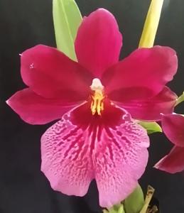<i>Oncidopsis</i> Onolicious