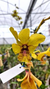 <i>Dendrobium</i> Royal Golden Queen