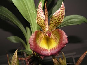 Catasandra cristata-fimbriatum