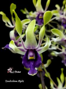Dendrobium Mydis