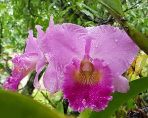 Rhyncholaeliocattleya Lourdes Panucci