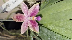 Phalaenopsis Fribourg