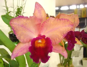 <i>Rhyncholaeliocattleya</i> Fruit Island