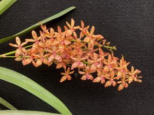 <i>Renanstylis</i> Jo Ann