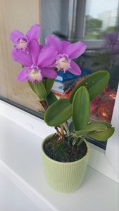 Laeliocattleya James B. Imbody