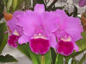 <i>Cattleya</i> Georgebeat