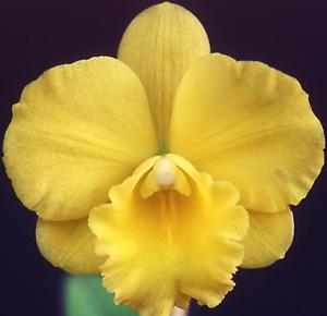 Rhyncattleanthe Atomic Glow