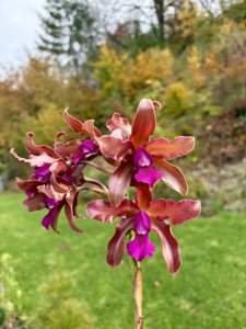 Laeliocattleya Mi Morena