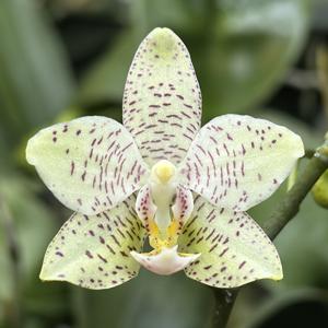 <i>Phalaenopsis</i> Hari Baik